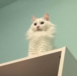 Meet your Posher, Eva